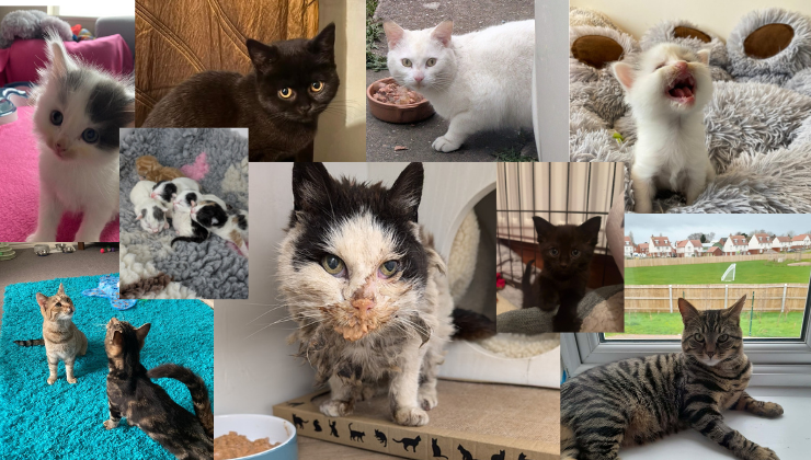Home [voices4cats.org]